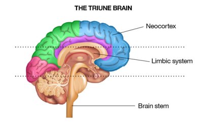 thetriunebrain